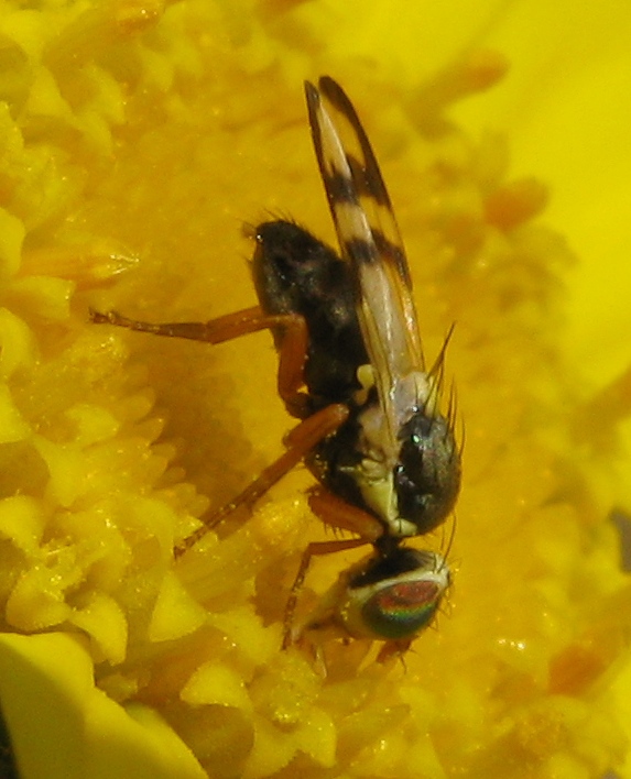 graziosa Tephritidae.. (??)